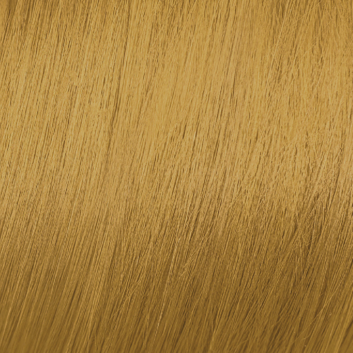 8.3 Gold Rubio Claro Dorado